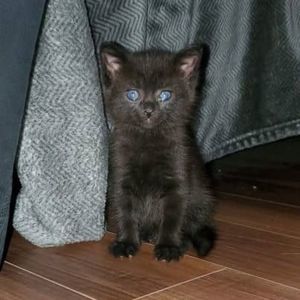 Meet your Posher, Brenda